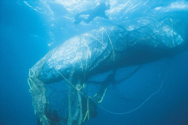 What are ghost nets and how do they end up in our oceans? | Bombshell Bay Swimwear
